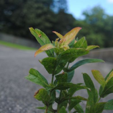 tsa_photoclub2019 (7)(1)